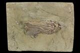 Crinoid (Macrocrinus) Fossil - Crawfordsville, Indiana #94344-1
